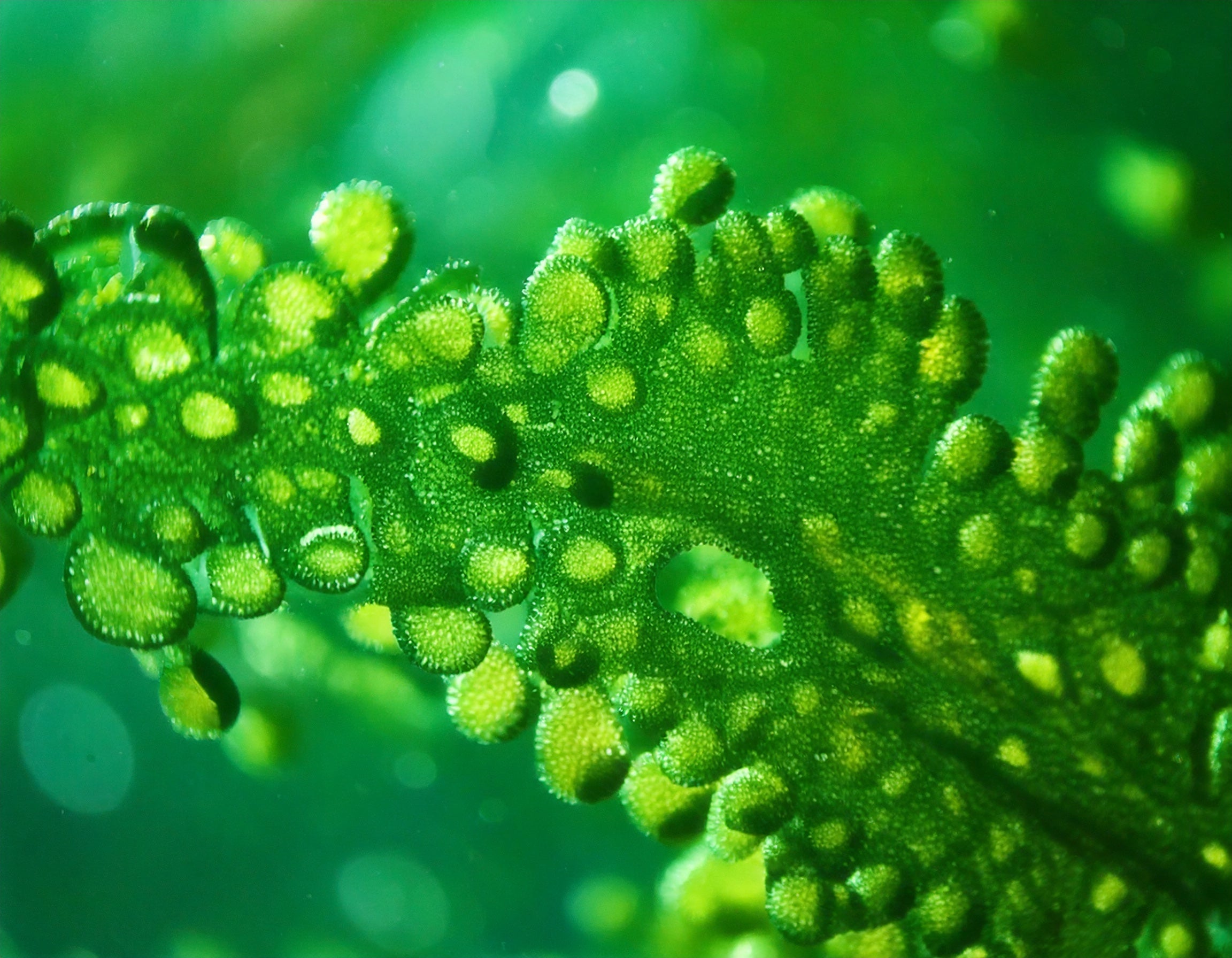 Azteken, NASA, Longevity: Was Spirulina besonders macht