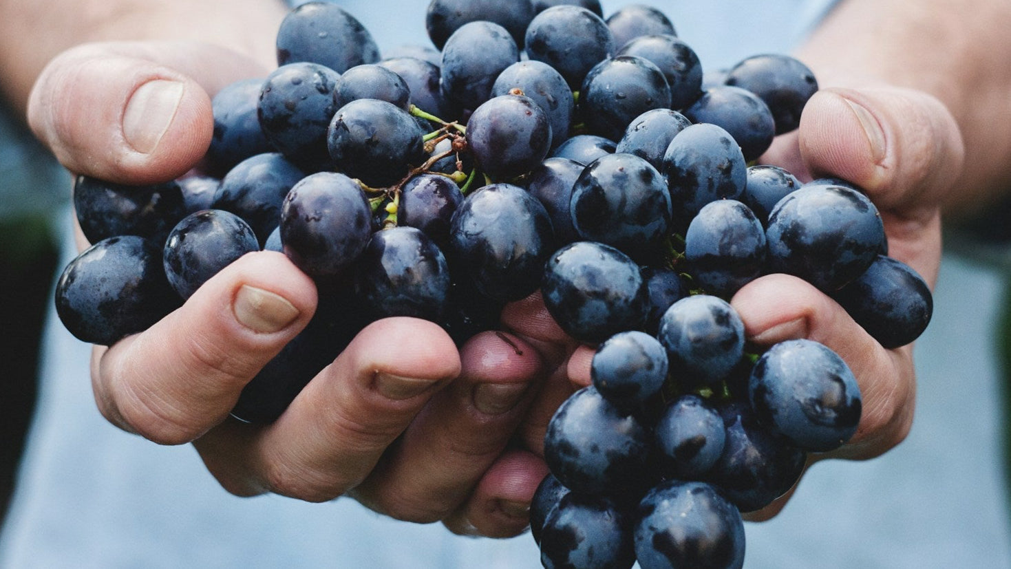 Mythos Resveratrol: Zwischen Hype, Hoffnung und Realität