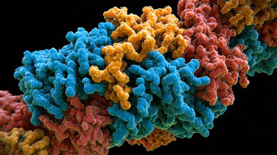 Sirtuine e longevità: un campo di ricerca in evoluzione